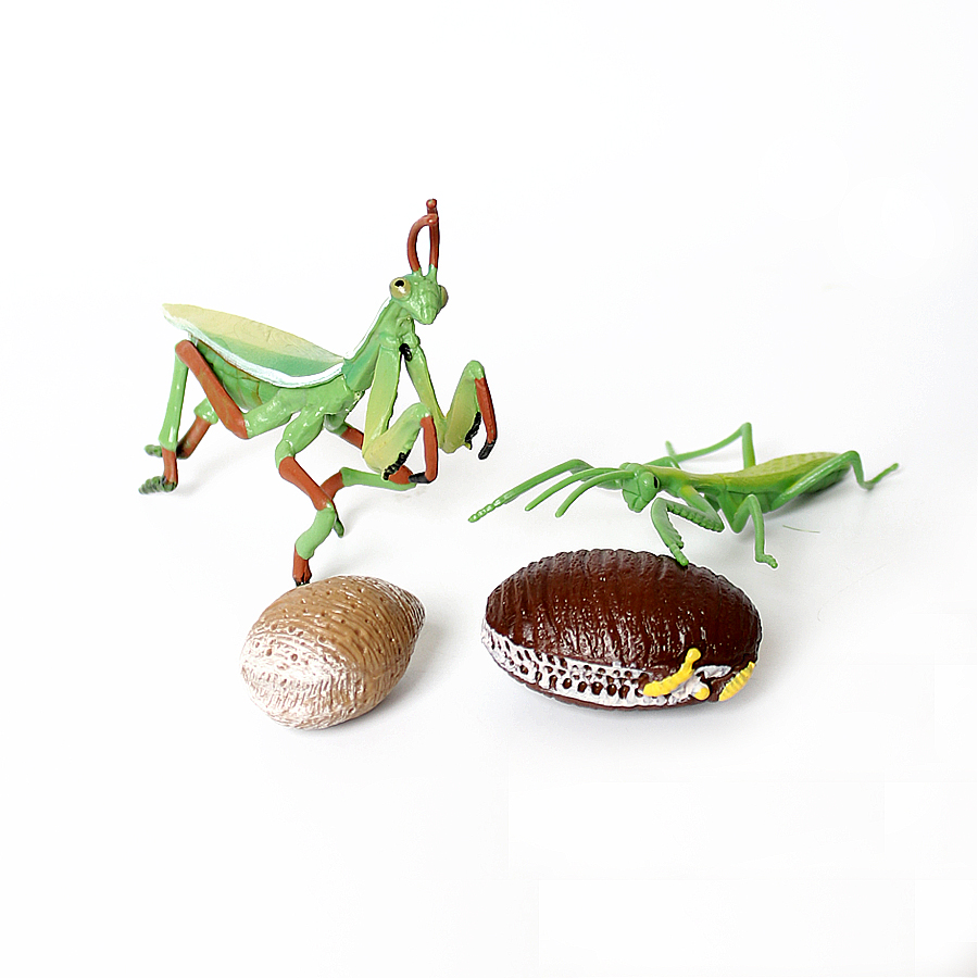 Realistic Orchid Mantis Dead L - đánh giá và giá Interior Design House